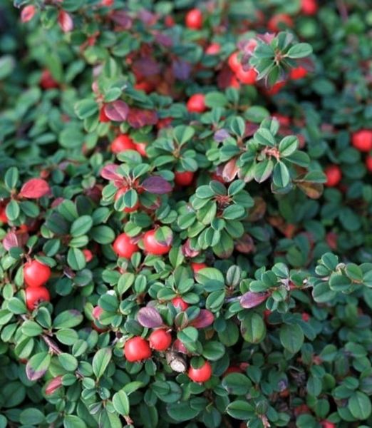 Cotoneaster procumbens 'Streib's Findling'
